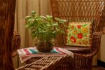 Vastu Plants 9 Plants That Bring Positive Energy (and 4 to Remove from Your Home)