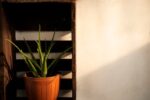 Plants & Vastu Which Plants Invite Positive Energy Into Your Home