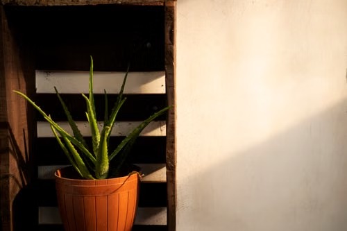 Plants & Vastu Which Plants Invite Positive Energy Into Your Home